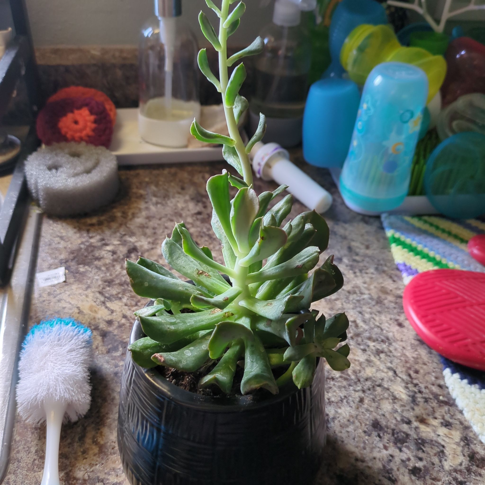 Photo of the plant species Dark Vader Echeveria by @DelightedKanna named Dark Vader on Greg, the plant care app