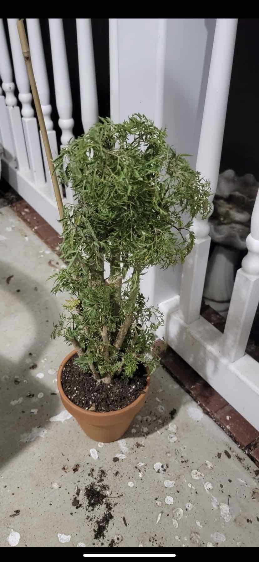 Potted Ming Aralia plant on a balcony with visible soil and green foliage.