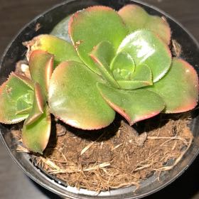 Photo of the plant species Sun Dancer by @TycoonMikimiki named Marley on Greg, the plant care app