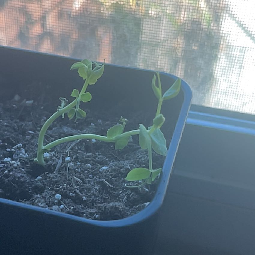Photo of the plant species Sugar Daddy Snap Pea by @AlertWelshpoppy named Rosa on Greg, the plant care app