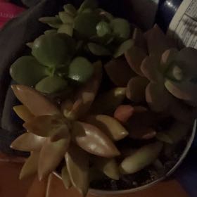 Photo of the plant species Succulent by @FerventHautree named Nemo on Greg, the plant care app