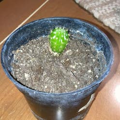 Easter Lily Cactus plant