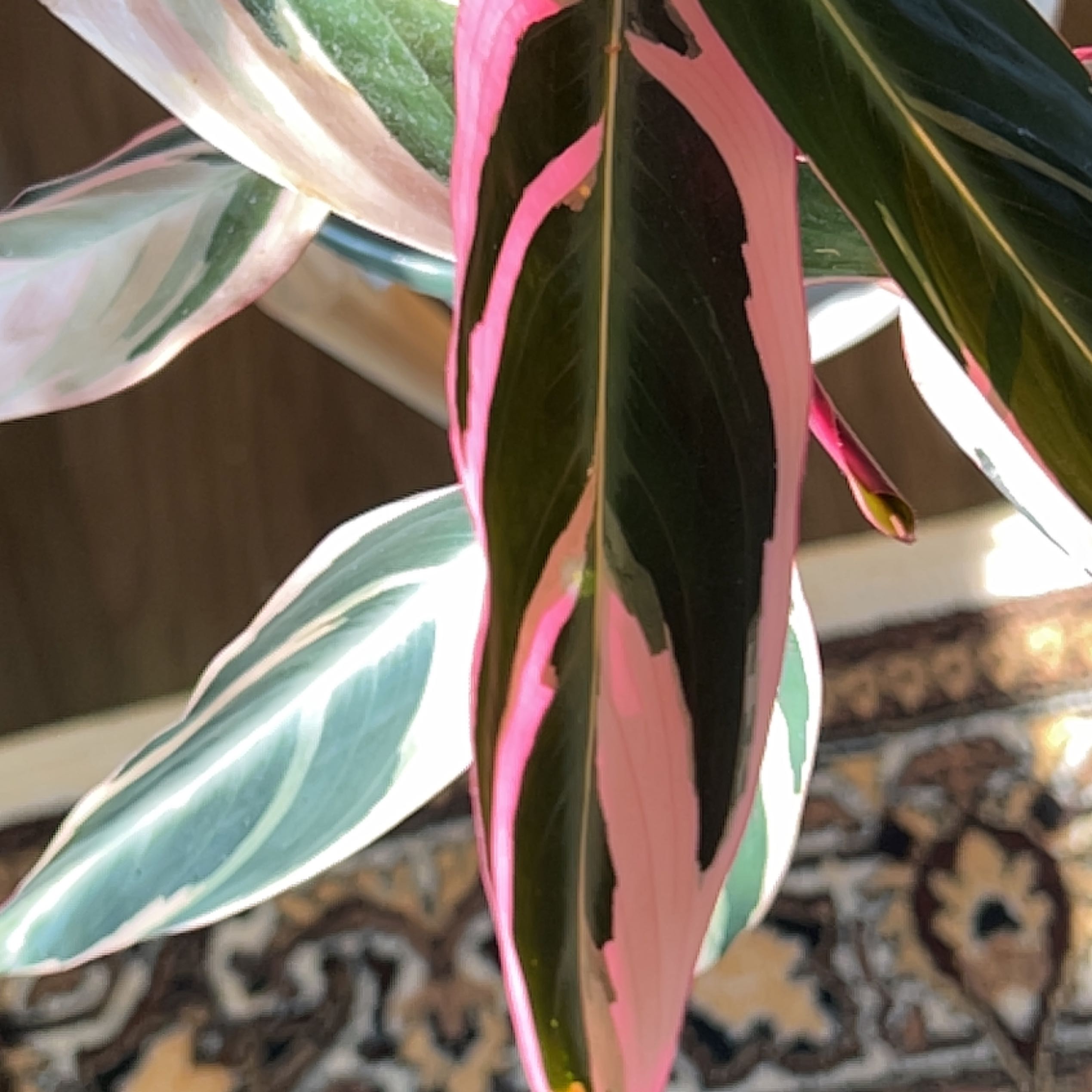 Stromanthe sanguinea 'Tricolor' with variegated green, pink, and white leaves.