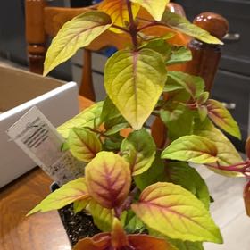 Photo of the plant species fuchsia autumnale by @CapableRambutan named Coco on Greg, the plant care app