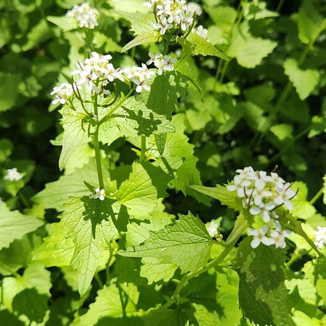 Photo of the plant species Garlic Mustard by @TrueFirecracker named Scarlett on Greg, the plant care app
