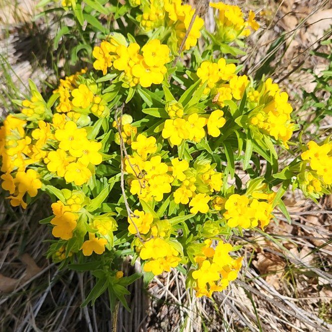 Photo of the plant species Sweetscented Marigold by @TrueFirecracker named Hamilton on Greg, the plant care app