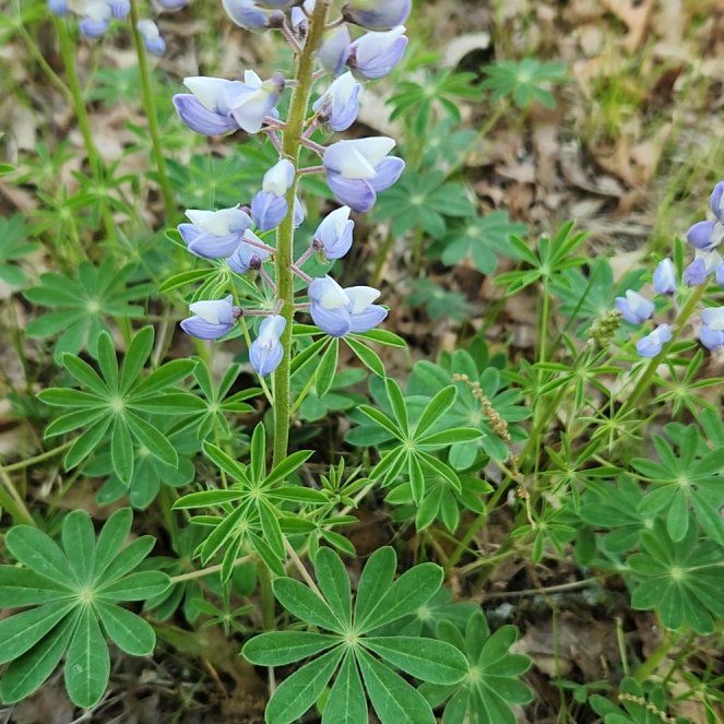 Photo of the plant species Lupinus Perennis by @TrueFirecracker named LiloStitch on Greg, the plant care app