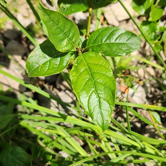 Photo of the plant species Anamu by @TrueFirecracker named Forrest on Greg, the plant care app
