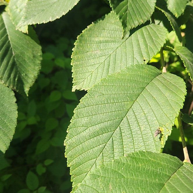Photo of the plant species American Elm by @TrueFirecracker named Aristotle on Greg, the plant care app