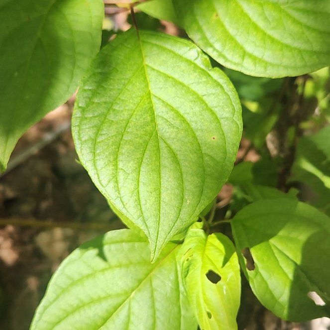 Photo of the plant species Mexican Flowering Dogwood by @TrueFirecracker named Keanu Leaves on Greg, the plant care app
