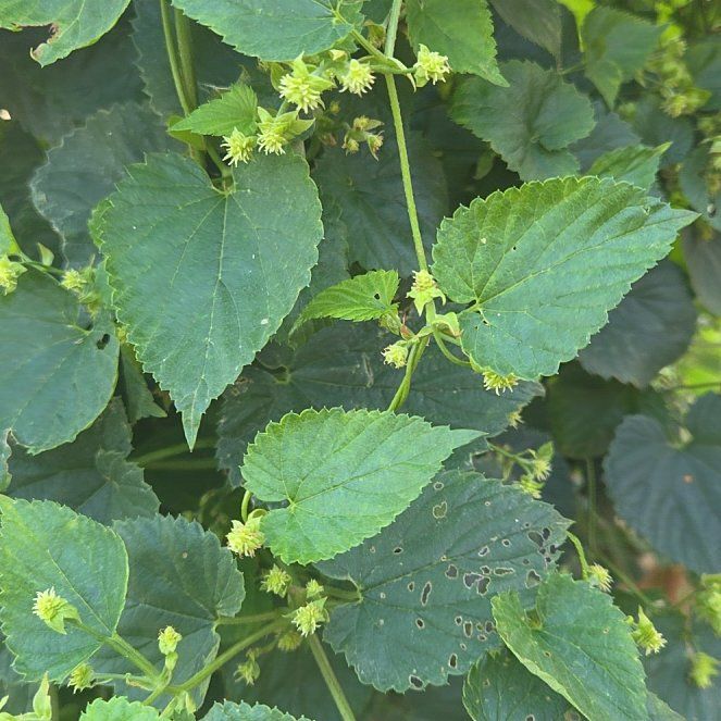 Photo of the plant species Humulus Lupulus by @TrueFirecracker named Gates on Greg, the plant care app
