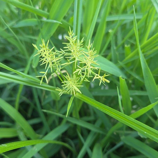 Photo of the plant species Earth Almond by @TrueFirecracker named Beckham on Greg, the plant care app