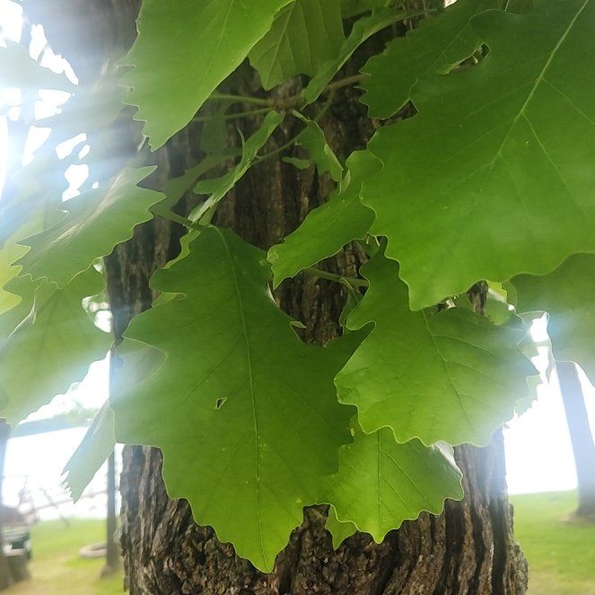 Photo of the plant species Chinkapin Oak by @TrueFirecracker named Rosa on Greg, the plant care app