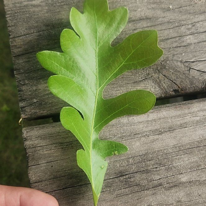 Photo of the plant species Bur Oak by @TrueFirecracker named Ronaldo on Greg, the plant care app