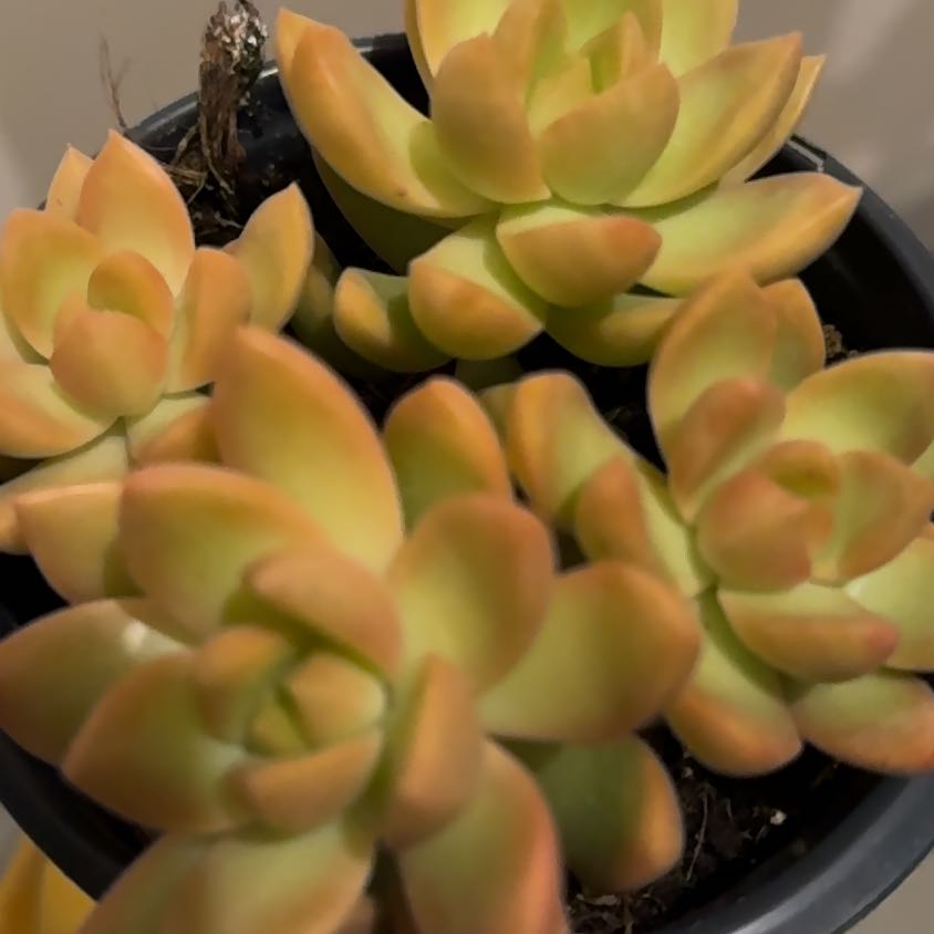 Photo of the plant species Echeveria 'Love's Light' by @BlessedHornwort named Bodhi on Greg, the plant care app