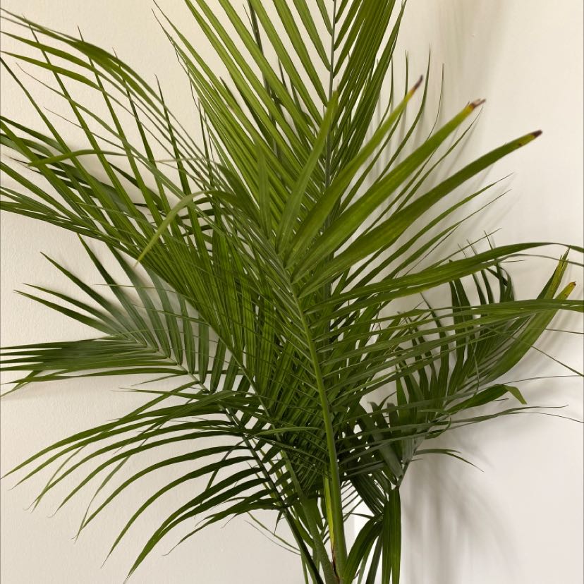Thriving potted majesty palm plant with lush green fronds, well-framed against an off-white background.