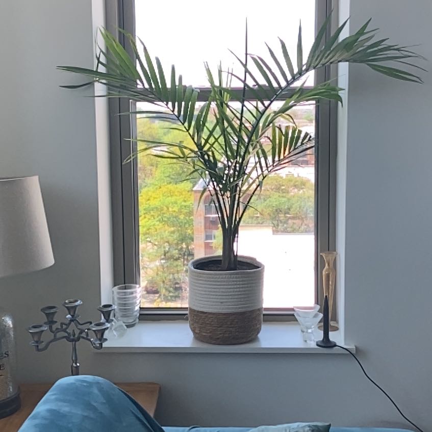 Healthy majesty palm in gray ceramic pot on windowsill, framed by open window with view of greenery outside.