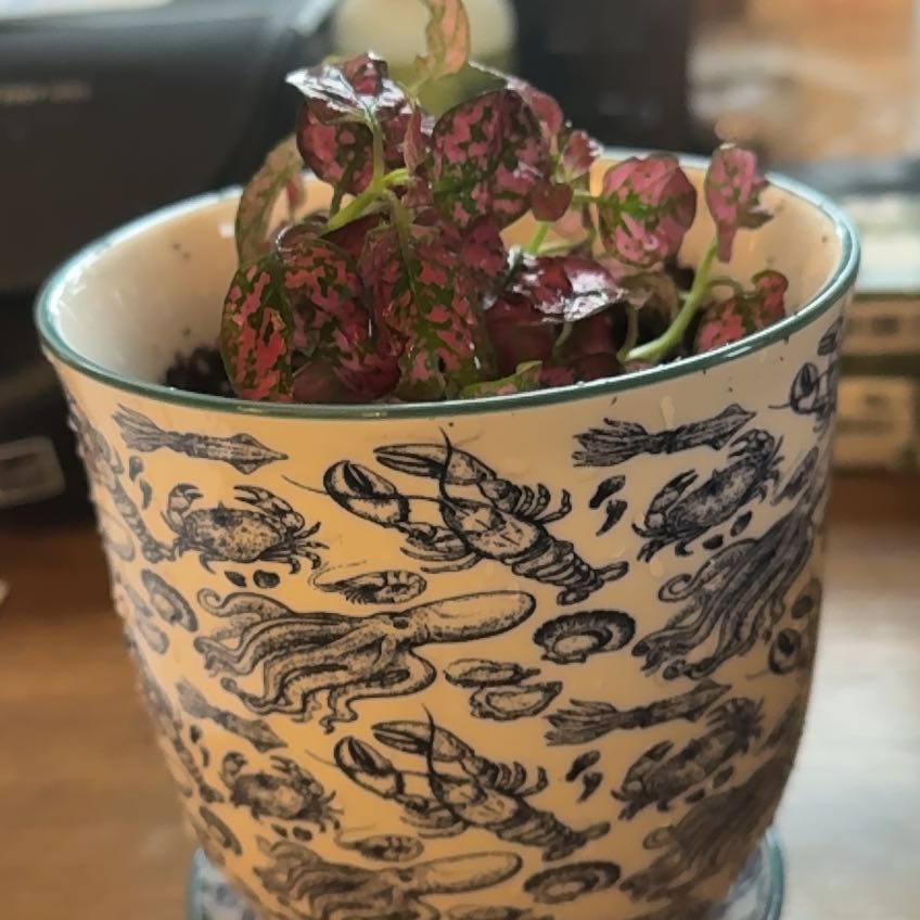 Photo of the plant species Hypoestes 'Red' by @Alisaj named Fernie Mac on Greg, the plant care app