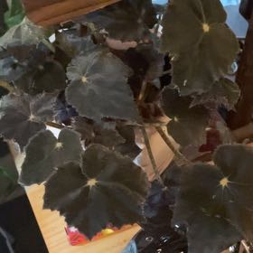Photo of the plant species Begonia 'Black Velvet' by @DynamoWhitestar named Cleopatra on Greg, the plant care app