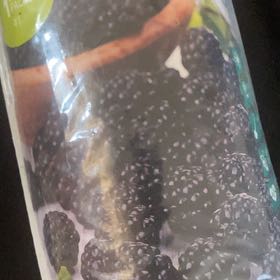 Photo of the plant species Ebony King Blackberry by @CozyFriarscowl named Planty on Greg, the plant care app