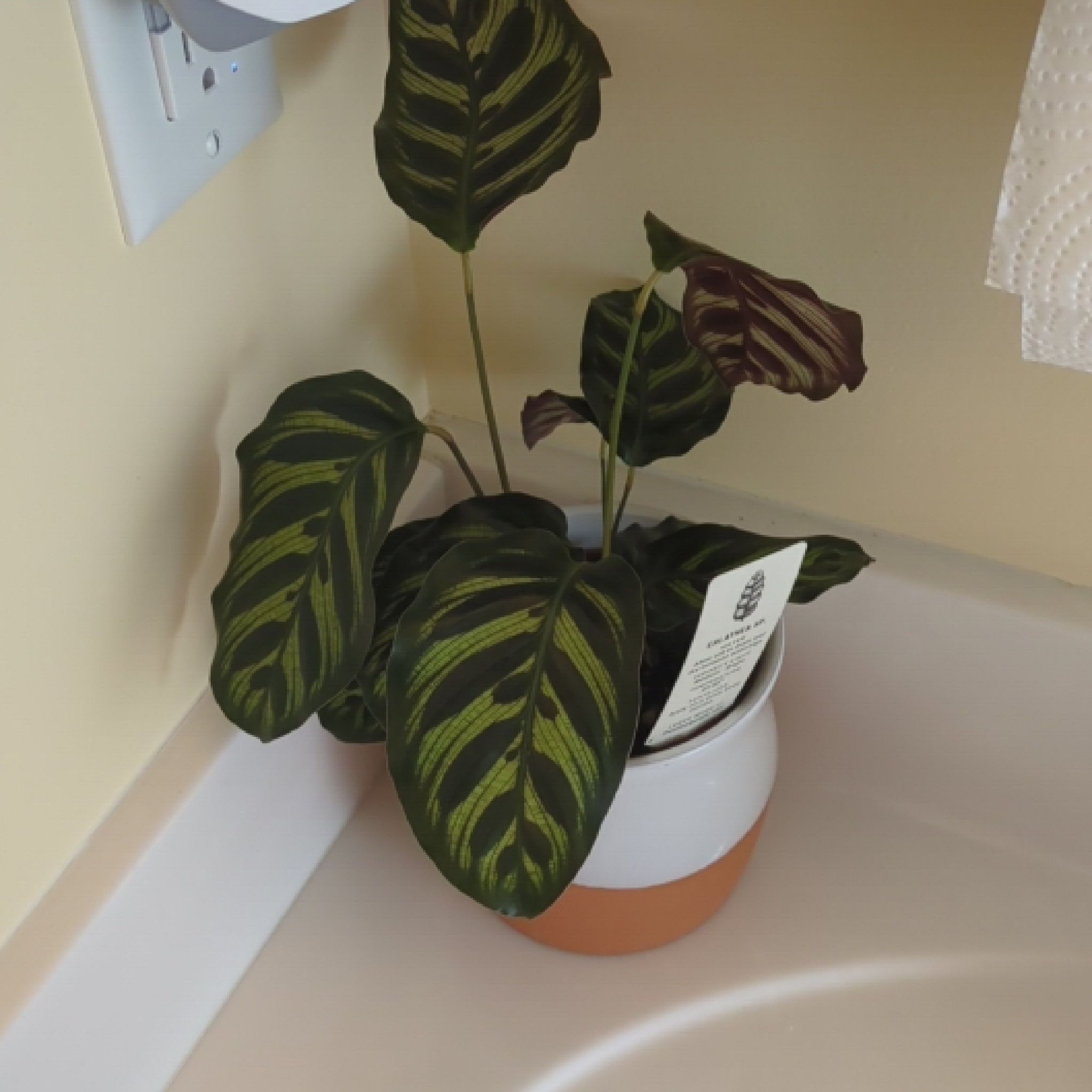 Photo of the plant species Peacock Plant by @BigGreenlaver named Peacock plant on Greg, the plant care app