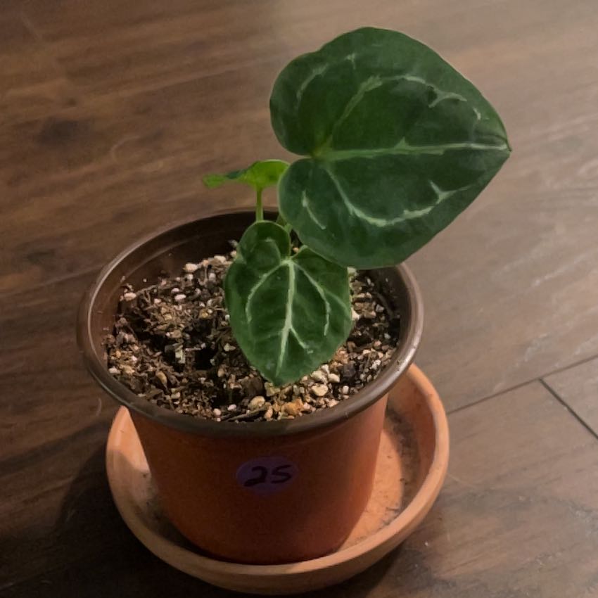 Photo of the plant species Anthurium Forgetii Magnificum by @LegitDownyphlox named Michelle Branch on Greg, the plant care app