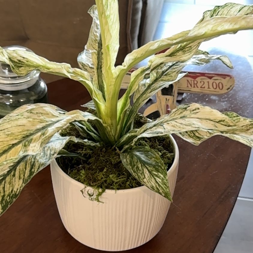 Photo of the plant species Spathiphyllum 'Jessica' by @TotallySoybean named Xena on Greg, the plant care app