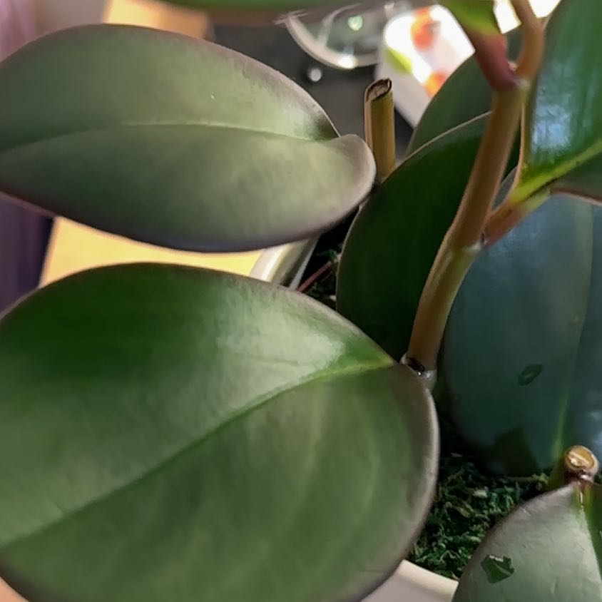 Close-up of a New Zealand Broadleaf plant with healthy, dark green leaves.