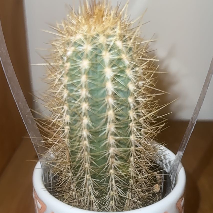 Photo of the plant species Pilosocereus arrabidae by @AnewSandcherry named Carson the Cactus 😌 on Greg, the plant care app