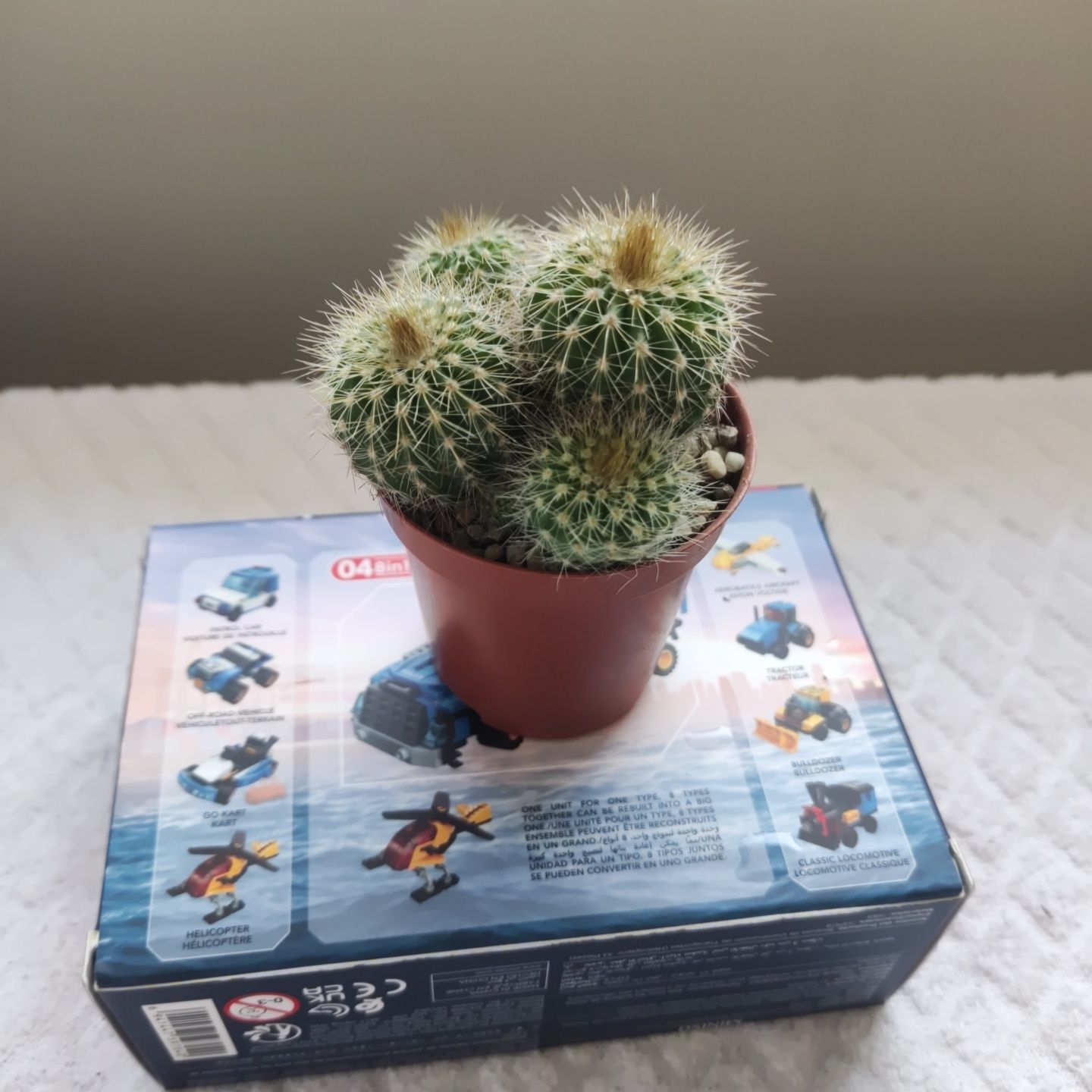 Photo of the plant species Parodia warasii by @TryKittenears named Joaquín on Greg, the plant care app