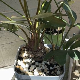 Photo of the plant species Cardboard Palm by Christel named Prince on Greg, the plant care app