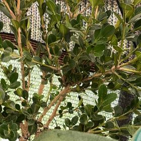 Photo of the plant species Gullfeed by Christel named Doja Cat on Greg, the plant care app