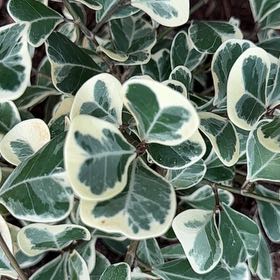Photo of the plant species Variegated Ficus sagittata by @CooperativeKaro named Aria on Greg, the plant care app