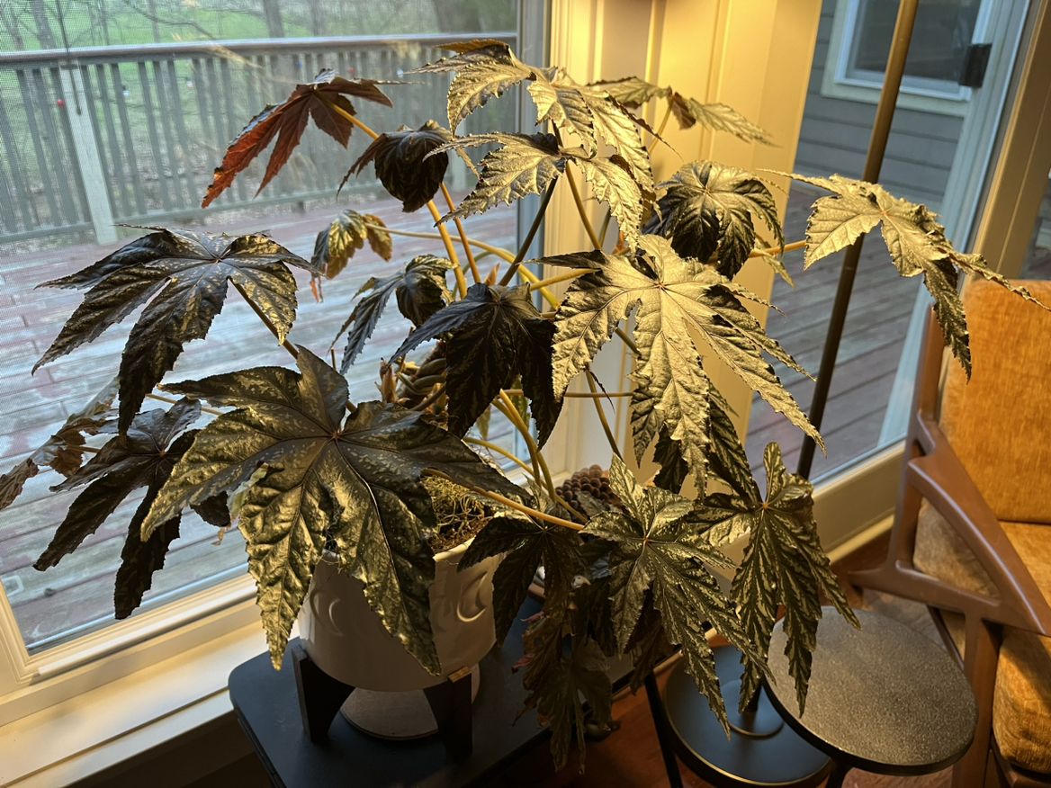 Begonia 'Gryphon' plant indoors near a window, with large, glossy leaves.
