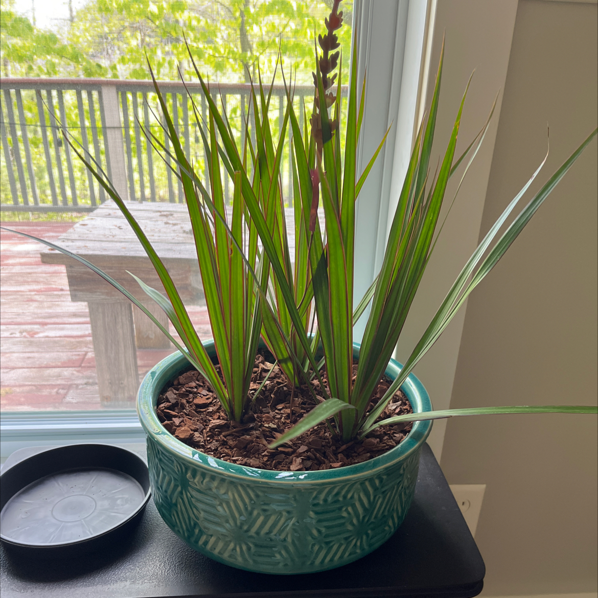 Photo of the plant species Dracaena bicolor by @SeaingGreen named Dorinda Medley on Greg, the plant care app