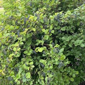 Photo of the plant species Ligustrum Ovalifolium by @ReallyBluehaze named Marilyn on Greg, the plant care app