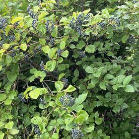 Photo of the plant species Laurustinus by @ReallyBluehaze named Fernie Mac on Greg, the plant care app