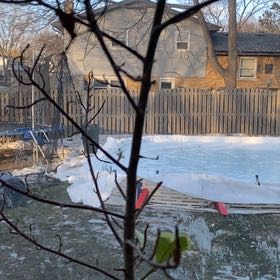 Photo of the plant species Serviceberry by @JauntyPeperomia named Treeyoncé on Greg, the plant care app