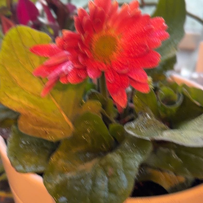 Photo of the plant species Giant Crego Aster by @JauntyPeperomia named Marilyn Mother’s Day TV yes on Greg, the plant care app
