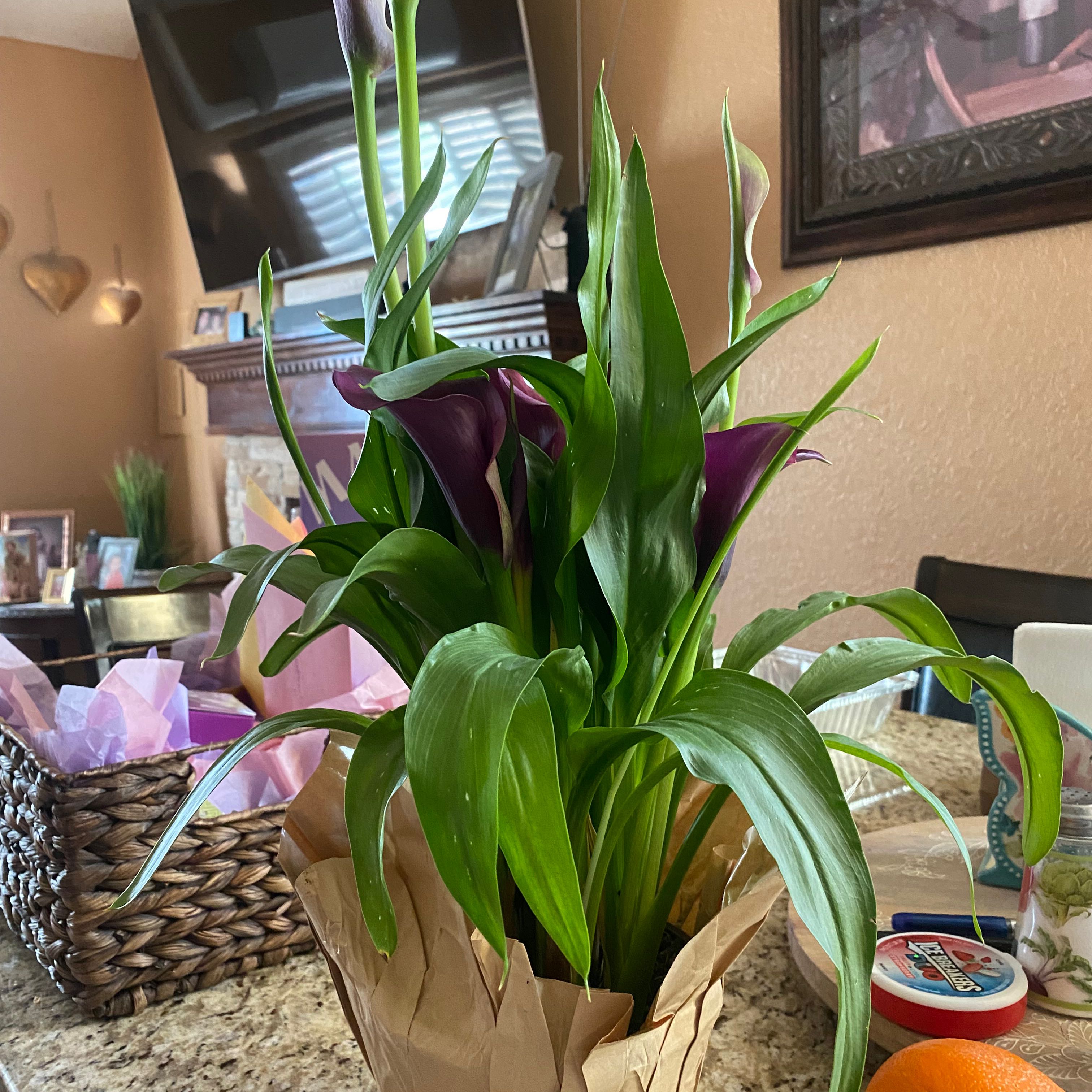Photo of the plant species lily by @DeluxeWaiuatua named Brandon on Greg, the plant care app