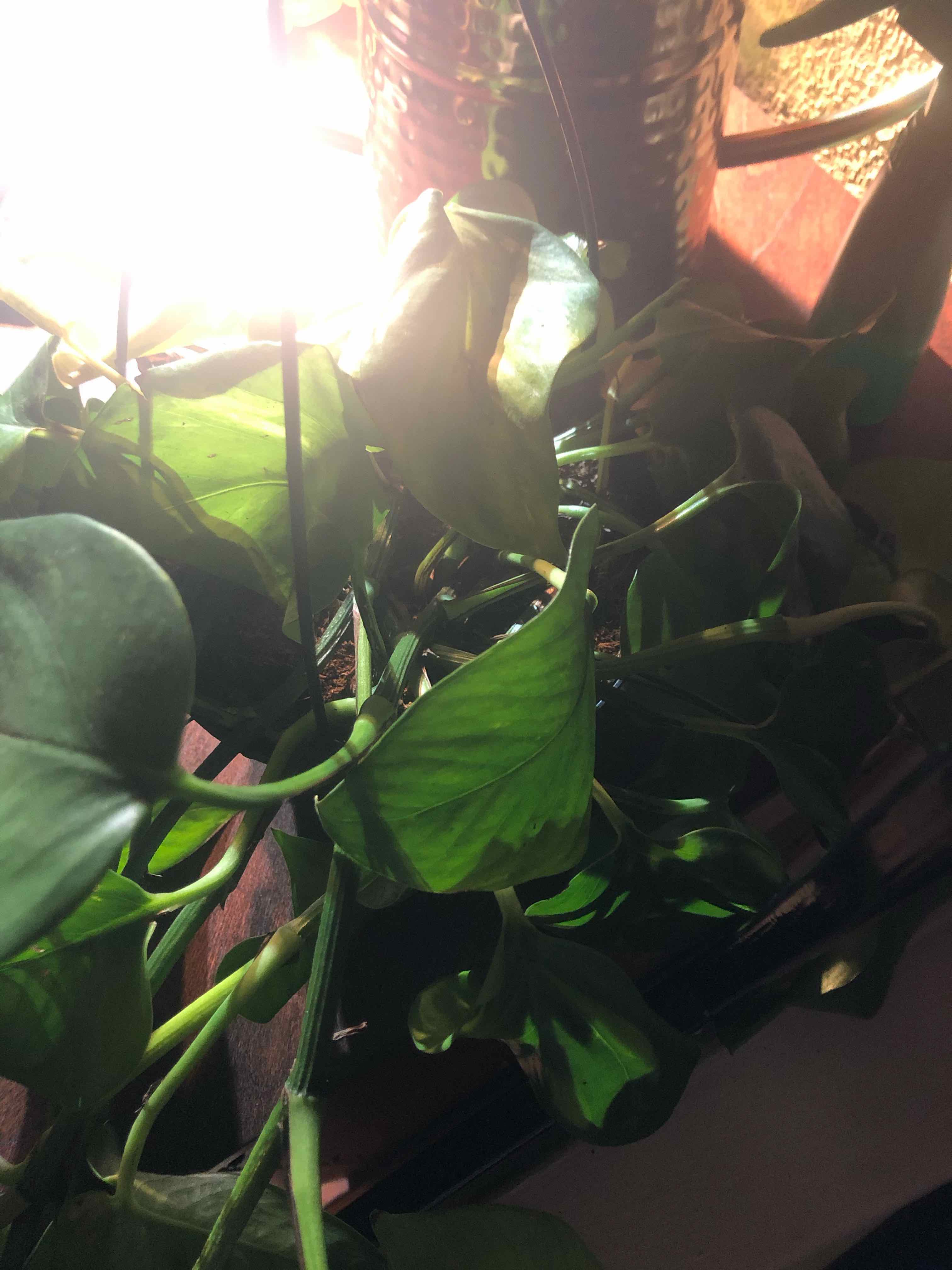 Plant care for Ficus caballina on Greg, the plant care app