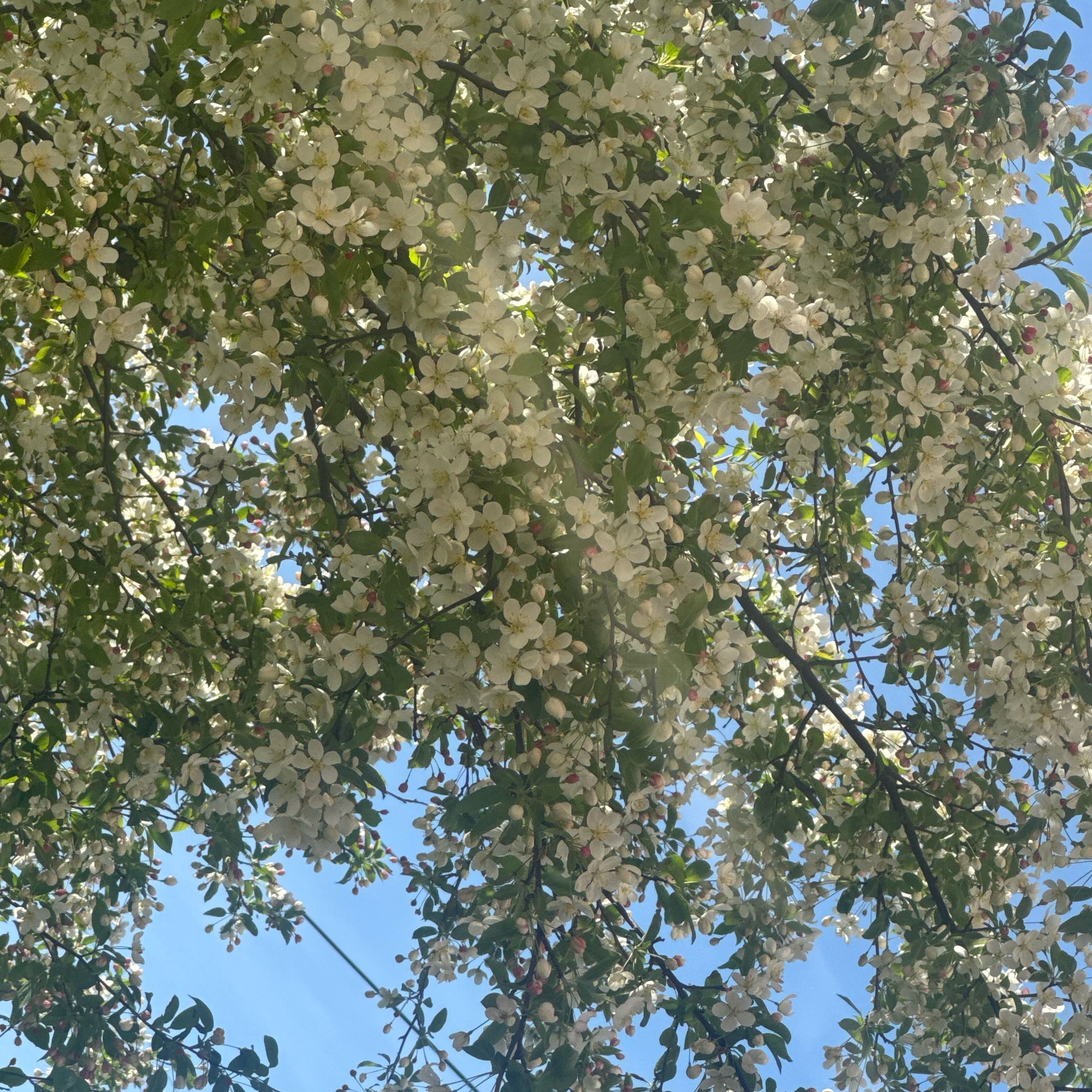 Photo of the plant species Golden Chain by @RationalBlinks named Tolkien on Greg, the plant care app