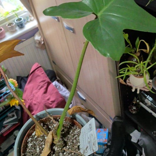 Photo of the plant species Florida Green Philodendron by @NiceGalingale named Phil on Greg, the plant care app