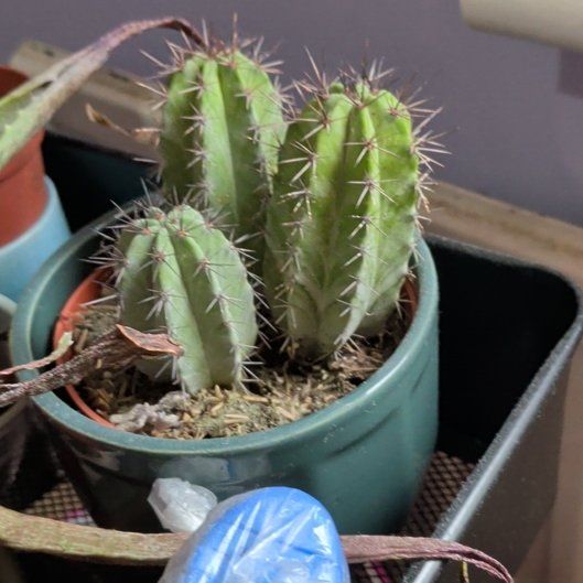 Photo of the plant species Polaskia chichipe by @NiceGalingale named Gyro on Greg, the plant care app