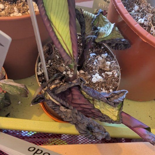 Photo of the plant species Calathea 'Cora' by @NiceGalingale named Curie on Greg, the plant care app