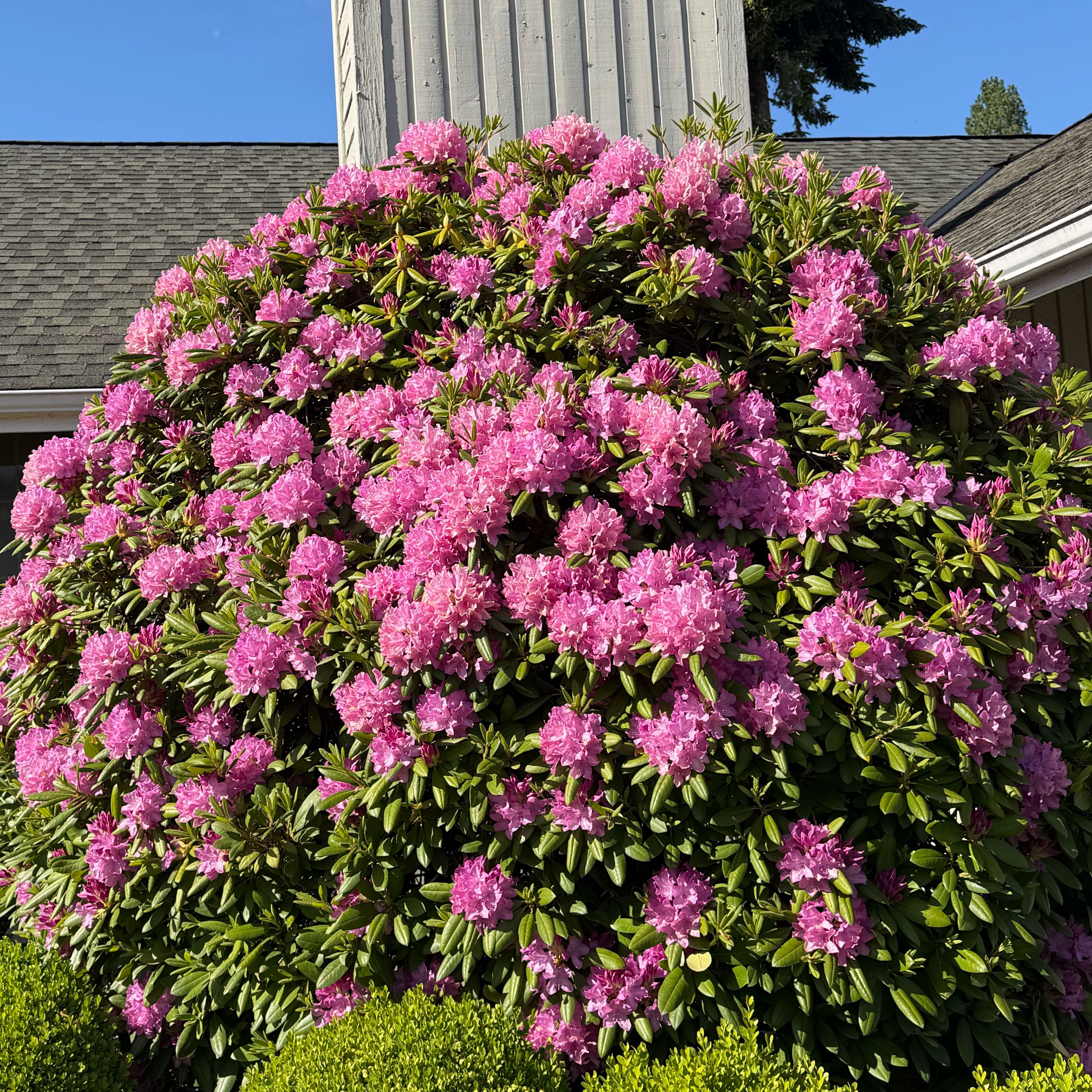 Photo of the plant species Pontian Rhododendron by @FastKatsura named Dax on Greg, the plant care app