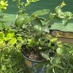 Photo of the plant species Emerald Blueberry by @CleverPinoak named blueberry on Greg, the plant care app