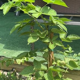 Photo of the plant species Osage Blackberry by @CleverPinoak named blackberry on Greg, the plant care app