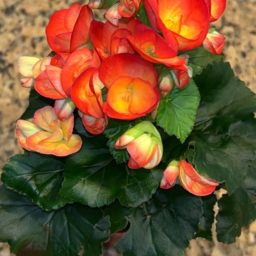 Photo of the plant species Amstel Carnival Begonia by @BuffSeabindweed named Annie on Greg, the plant care app