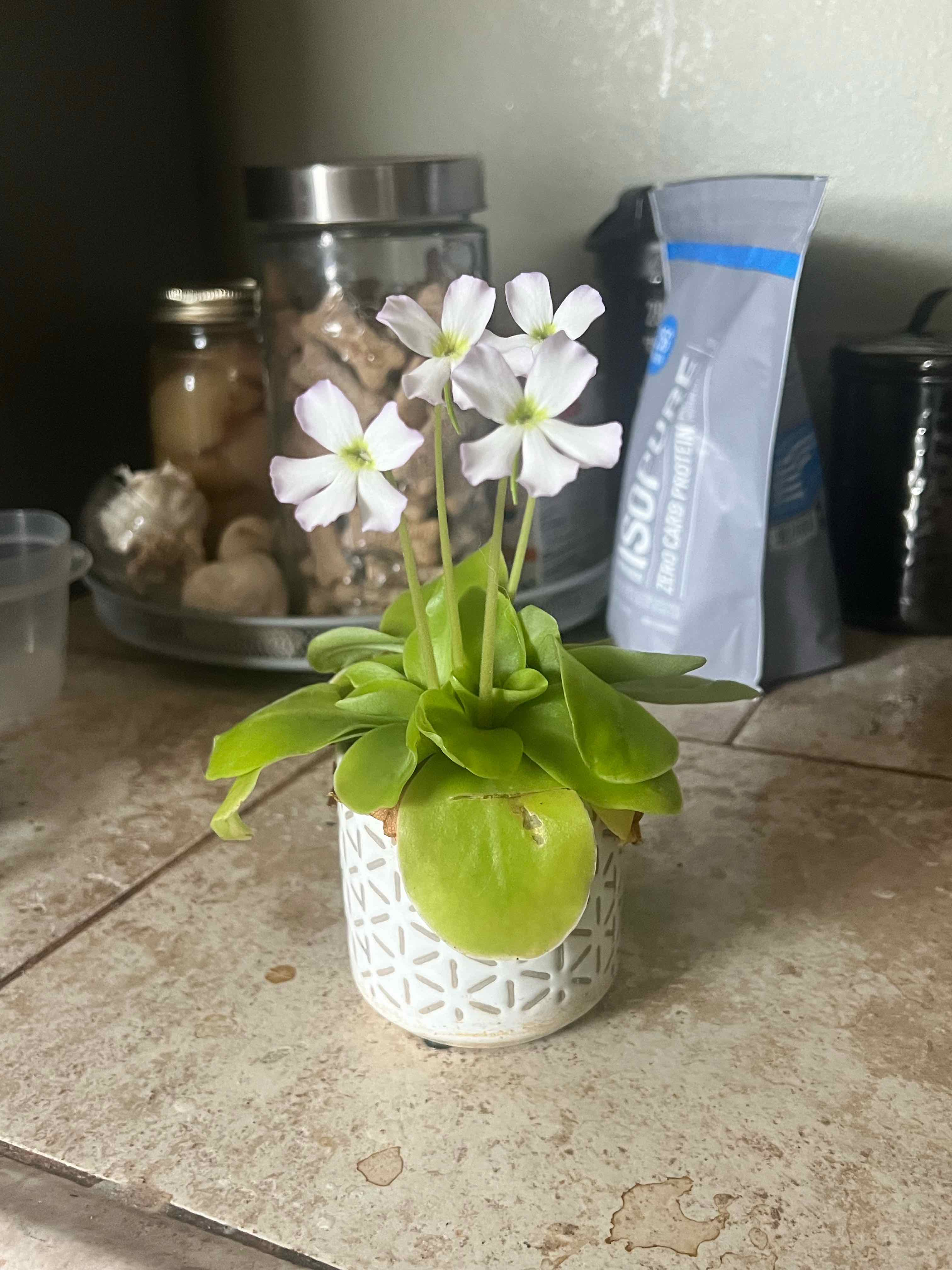 Photo of the plant species Mexican Butterwort by @TimelyDaboecia named Annie on Greg, the plant care app